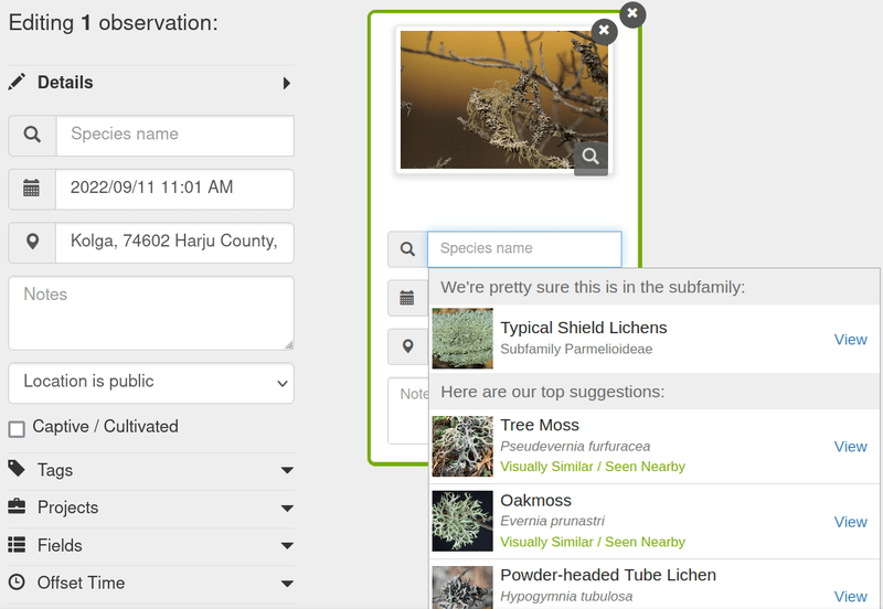 A screenshot from iNaturalist's upload page, showing the image and suggested IDs based