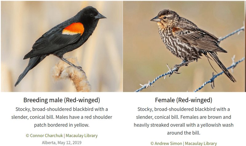 A screenshot from Merlin showing the visual difference between male and female red-winged blackbirds